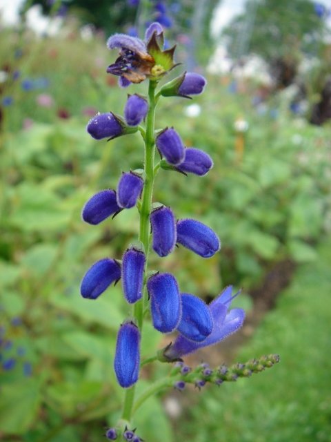 Salvia cacaliifolia